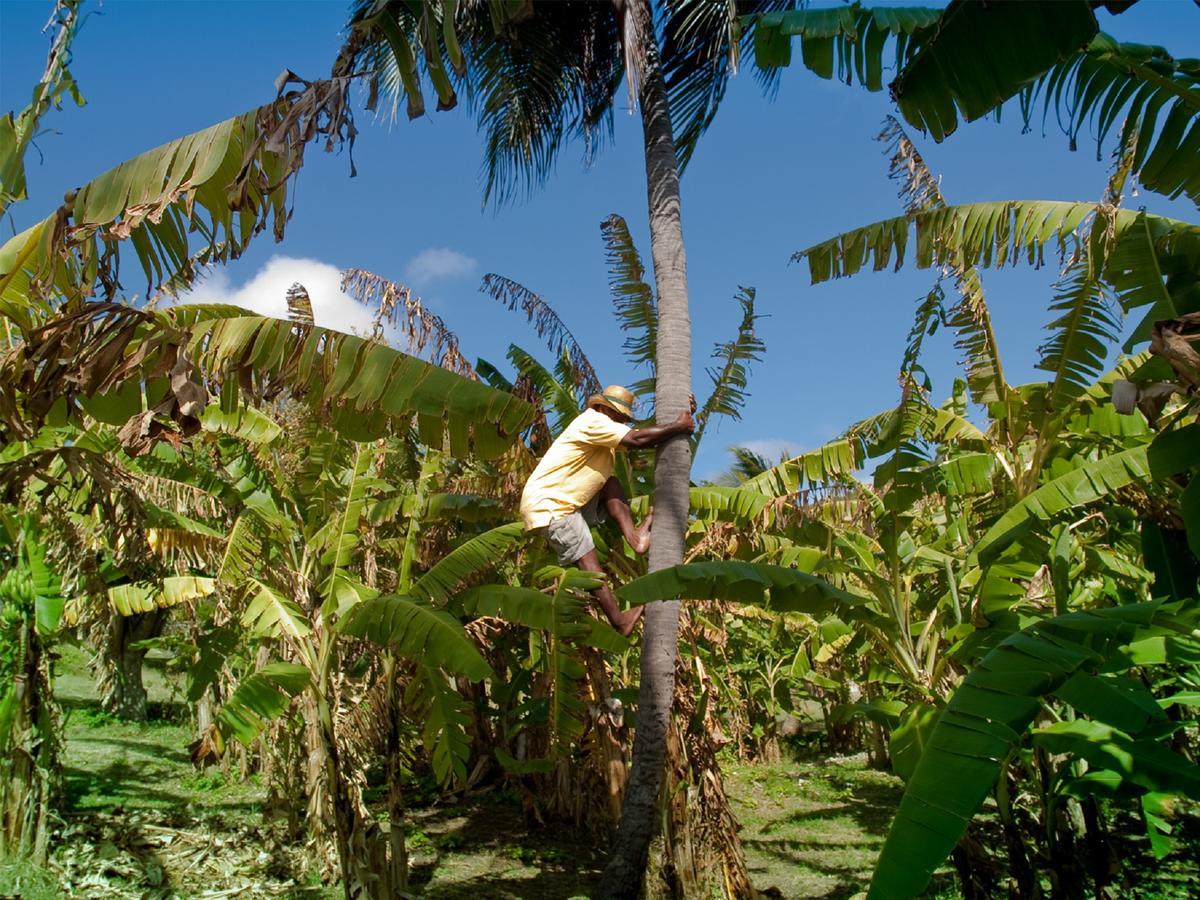 Firefly Estate Bequia Hotel Crescent Beach Luaran gambar